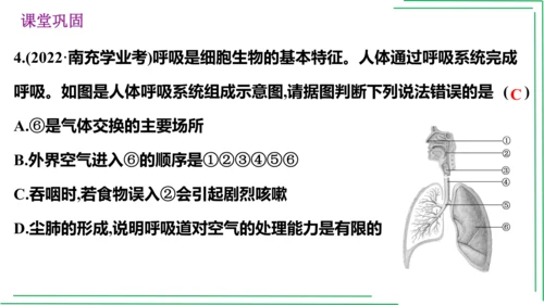 七年级下册 第三章 人体的呼吸【2023春人教七下生物期中期末复习课件】(共28张PPT)