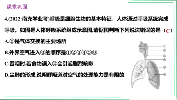七年级下册 第三章 人体的呼吸【2023春人教七下生物期中期末复习课件】(共28张PPT)