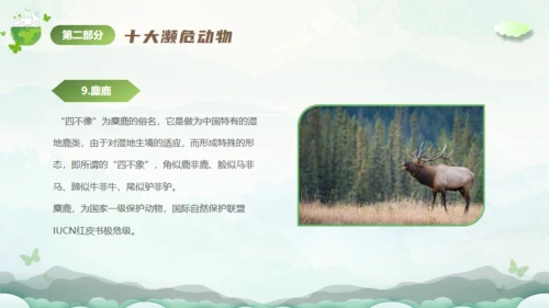 保护濒危动物，拯救美好生命通用PPT模板