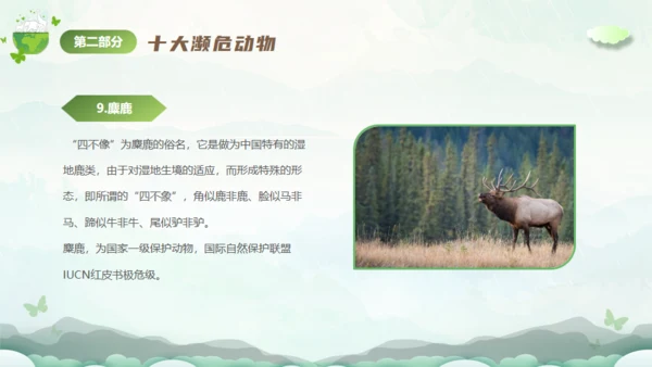 保护濒危动物，拯救美好生命通用PPT模板