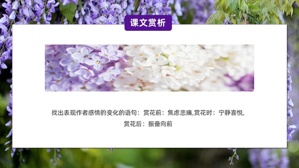 实拍风紫藤萝瀑布七年级语文课件PPT模板