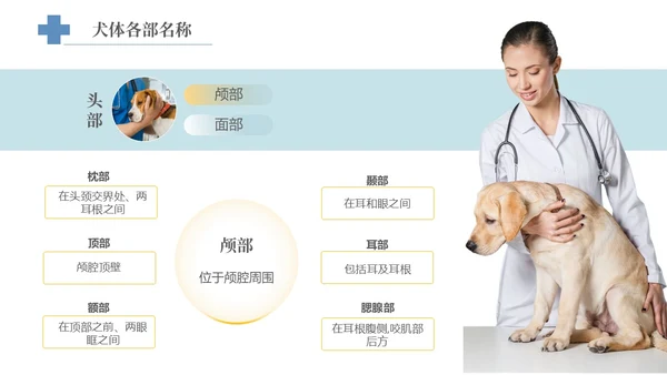 实拍风宠物解剖生理宠物解剖生理讲座PPT