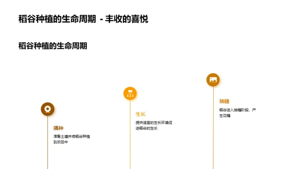 丰收之路：稻谷种植解析