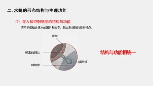 人教版初中八年级上册生物学5.1.1腔肠动物 课件(共21张PPT)