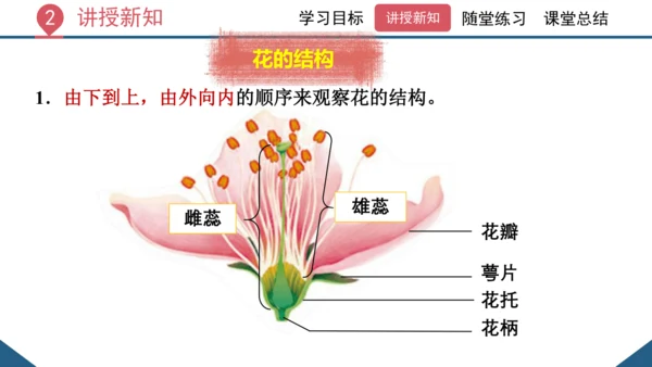 3.2.3  开花和结果  课件-2023-2024学年人教版生物七年级上册(共27张PPT)