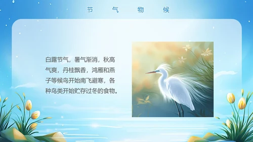 美丽的梦幻传统节气白露PPT模板
