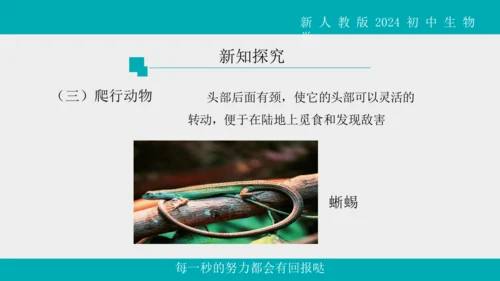 人教版生物七年级上册2.2.2《脊椎动物》（第1课时）课件(共42张PPT)+视频素材