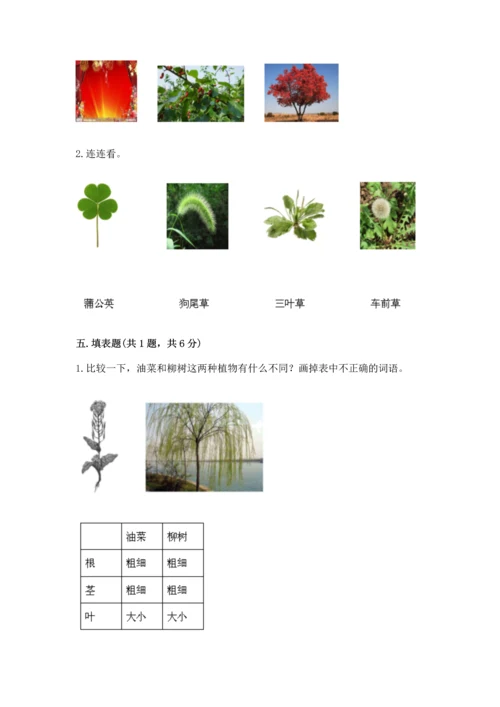 教科版科学一年级上册第一单元《植物》测试卷及答案（精品）.docx