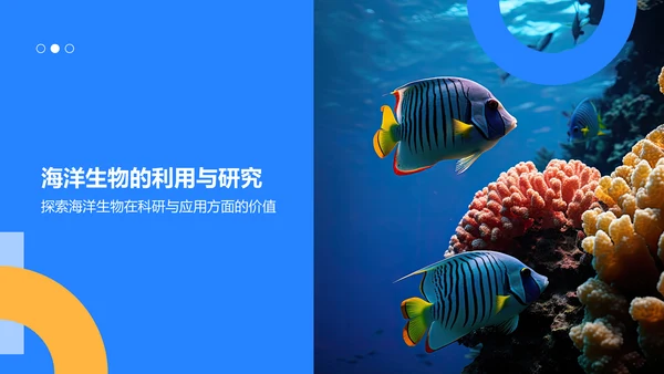 蓝色摄影风海洋生物知识科普PPT模板