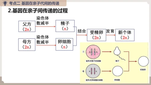 复习专题六生物的遗传与变异（串讲课件）-八年级生物上学期期末考点大串讲（人教版）(共23张PPT)