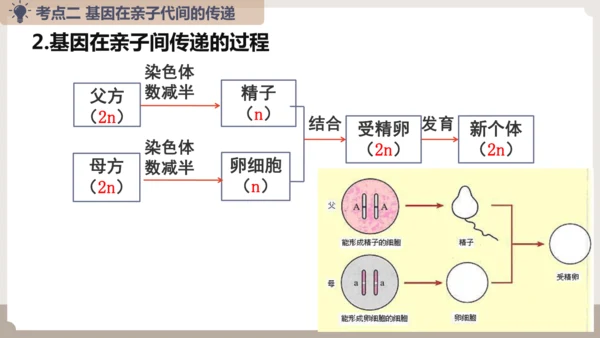 复习专题六生物的遗传与变异（串讲课件）-八年级生物上学期期末考点大串讲（人教版）(共23张PPT)