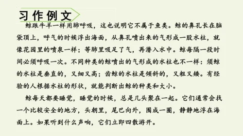 部编版 五年级语文上册第五单元习作例文 《鲸》（课件）