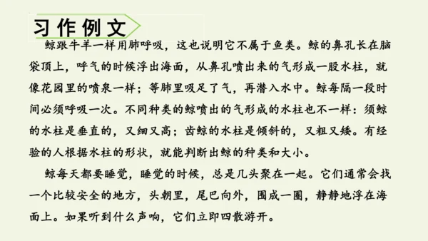 部编版 五年级语文上册第五单元习作例文 《鲸》（课件）