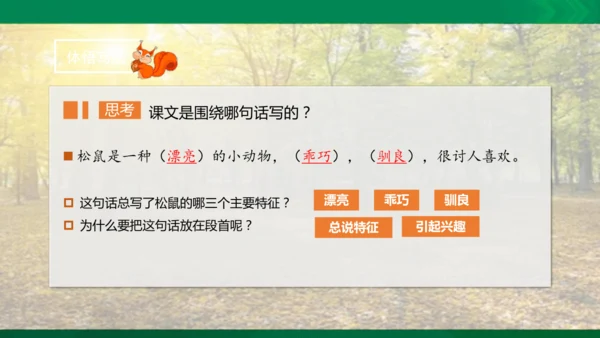 17 松鼠 第二课时课件