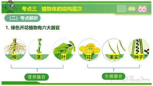 第三章从细胞到生物体（串讲课件）-七年级生物上学期期中考点大串讲（人教版2024）(共40张PPT)