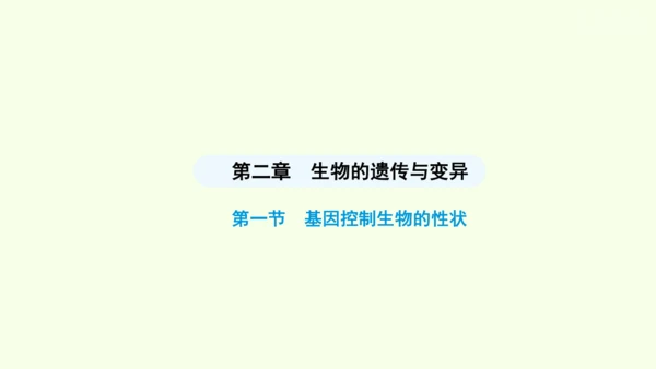 7.2.1基因控制生物的性状课件-人教版生物八年级下册(共26张PPT)