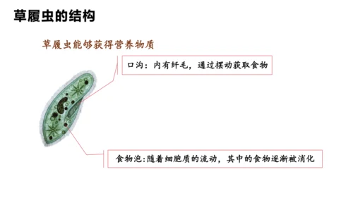 人教版七年级生物上册（2024）1.3.4 单细胞生物 课件(共22张PPT)+视频素材
