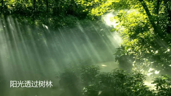 20.美丽的小兴安岭   课件