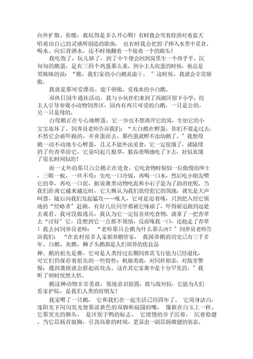与白鹅有关的作文8篇范文精选