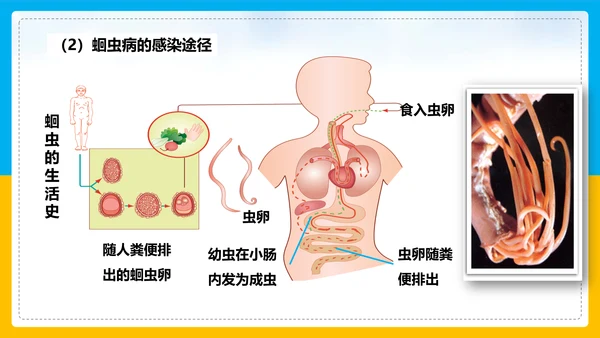 初中生物预防传染病教学PPT课件