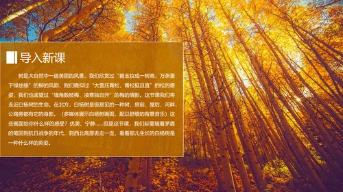 初中语文茅盾《白杨礼赞》PPT教学课件