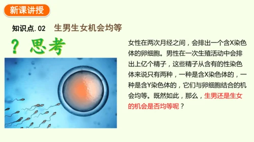 7.2.4人的性别遗传-八年级生物人教版下学期同步精品课件(共28张PPT)