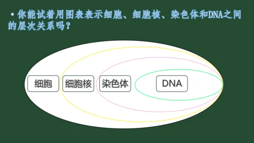 人教版（2024）七年级上册1.3.1 细胞通过分裂产生新细胞 课件(共25张PPT)