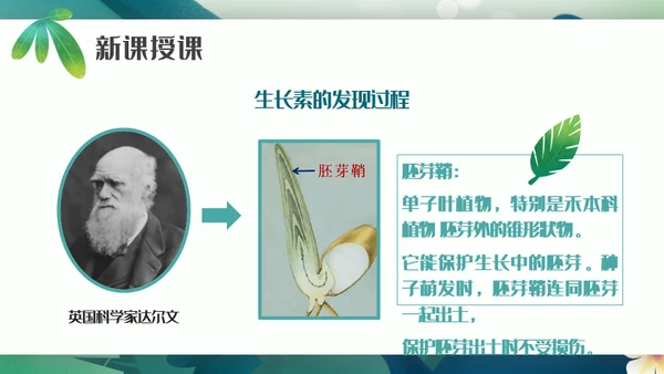 植物生长素的发现生物课件通用PPT模板