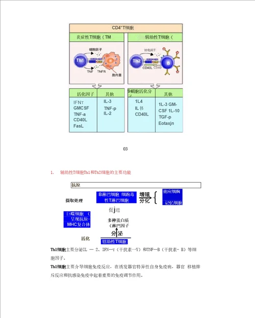 辅助性T细胞的种类和作用