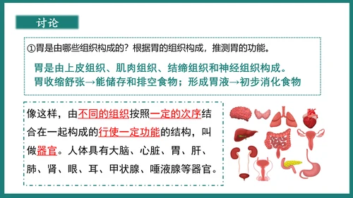 第一单元第三章从细胞到生物体（复习课件）-七年级生物上册同步教学精制课件（人教版2024）(共44张