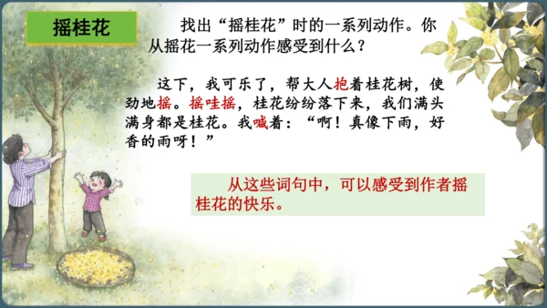 3.桂花雨  课件