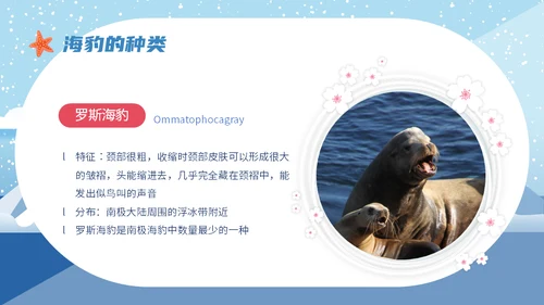 世界海豹日小海豹通用PPT模板