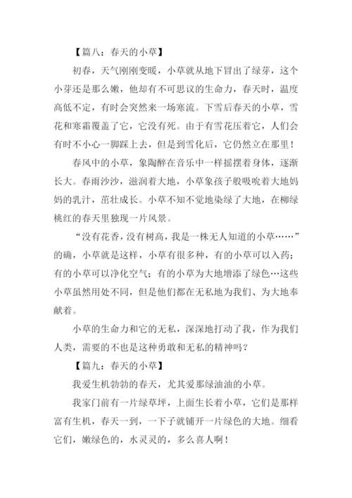 春天的小草作文300字.docx