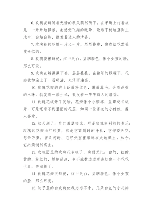 描写玫瑰花瓣的句子.docx