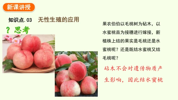 7.1.1植物的生殖-八年级生物人教版下学期同步精品课件(共33张PPT)