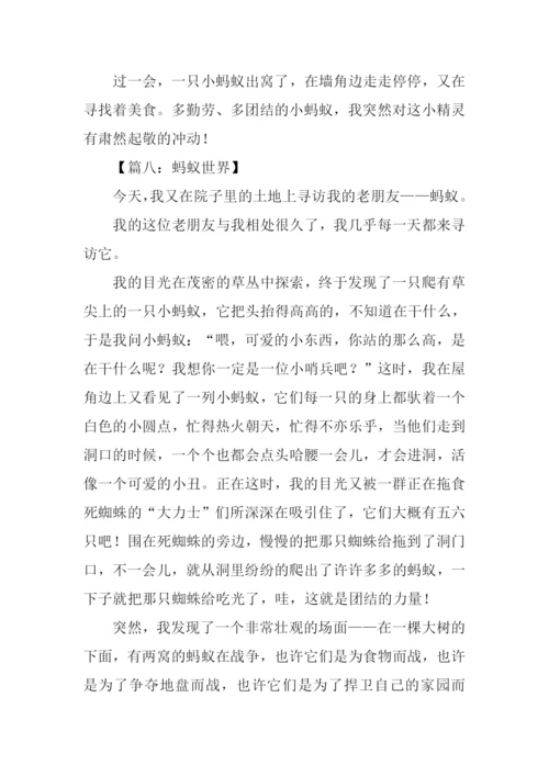 写蚂蚁的作文500字.docx