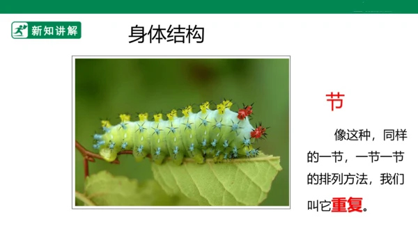 第六课《节节虫》课件