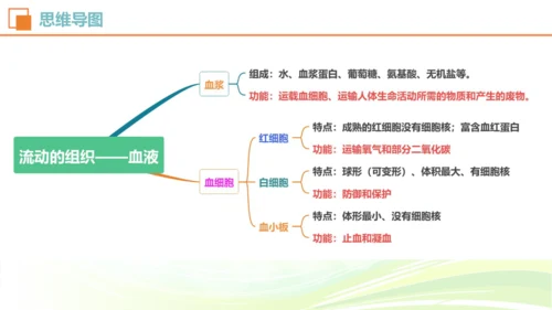 人教七下 生物圈中的人 生物期中复习考点梳理+真题体验（考点全覆盖）(共88张PPT)