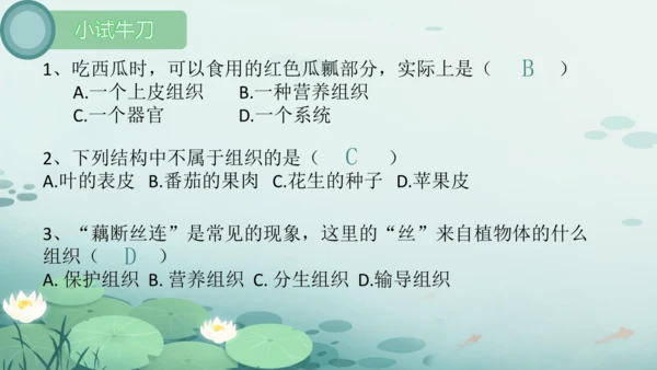 人教版（2024）七年级上册1.3.1植物体的结构层次 课件(共23张PPT)