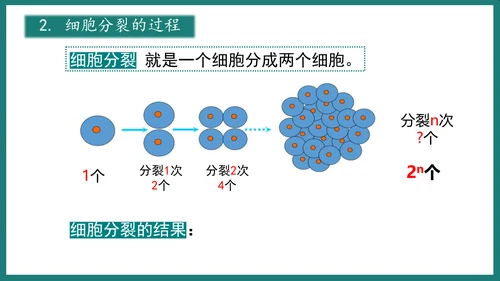 第一单元第三章从细胞到生物体（复习课件）-七年级生物上册同步教学精制课件（人教版2024）(共44张