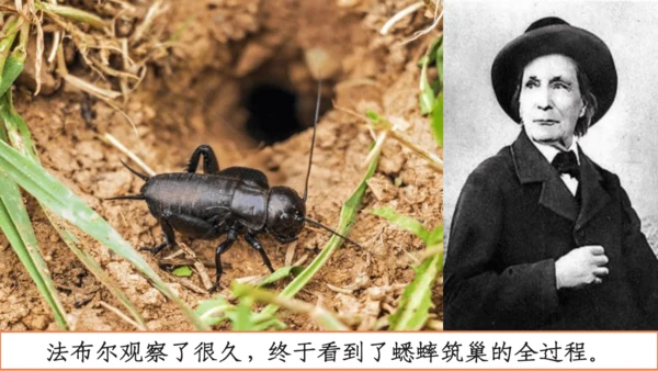 【四上课件】习作三：写观察日记