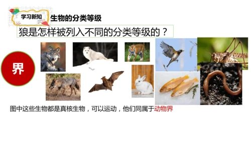人教版生物七年级上册2.4.2《生物分类的方法——从种到界》课件(共26张PPT)