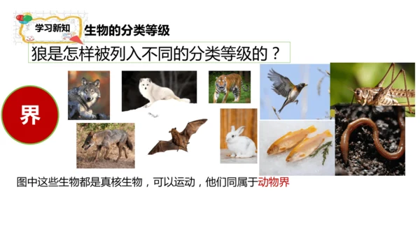 人教版生物七年级上册2.4.2《生物分类的方法——从种到界》课件(共26张PPT)