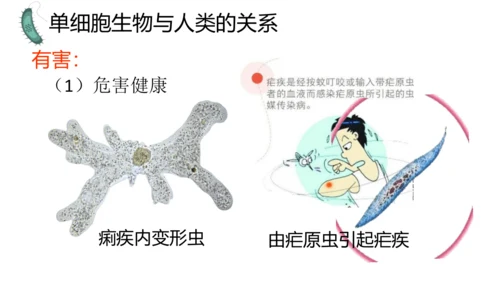 人教版生物七年级上册1.3.4 单细胞生物 教学课件（共22张ppt）+视频素材