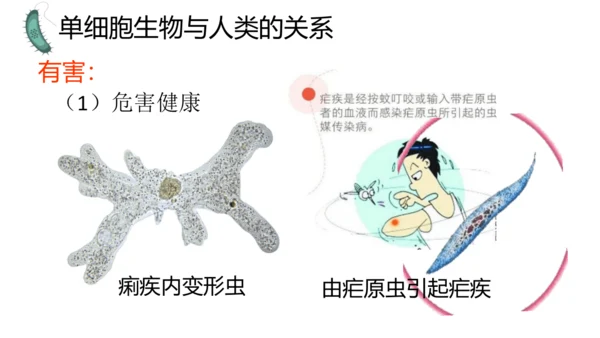 人教版生物七年级上册1.3.4 单细胞生物 教学课件（共22张ppt）+视频素材