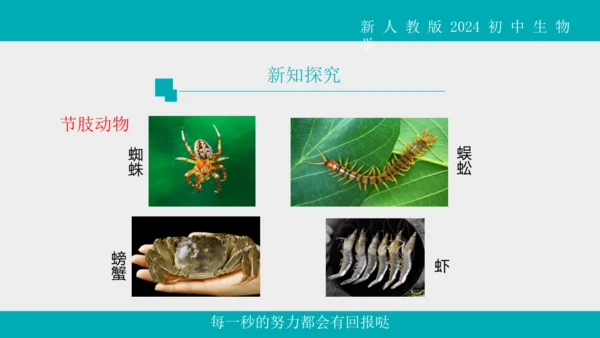 人教版生物七年级上册2.2.1《无脊椎动物》教学课件(共40张PPT)+视频素材