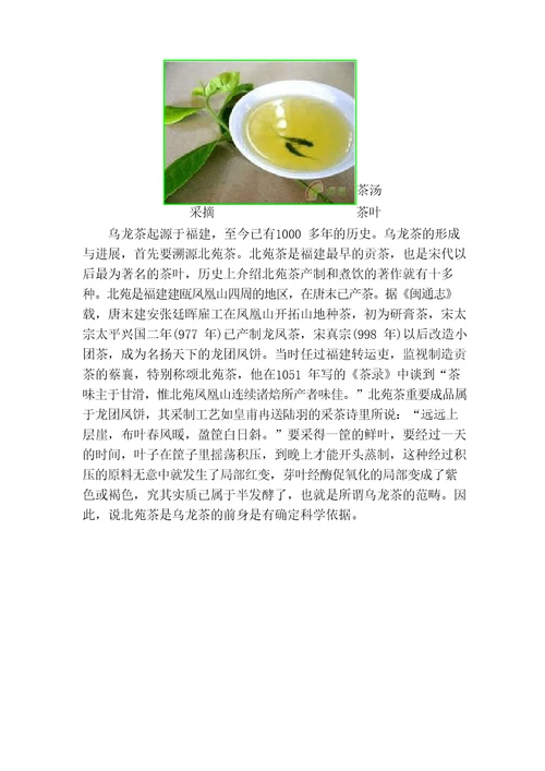 乌龙茶青茶知识大全