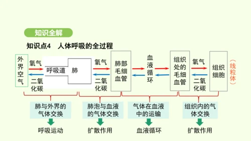 第四单元-第三章-第二节-发生在肺内的气体交换（第2课时）课件-2024-2025学年七年级生物下学