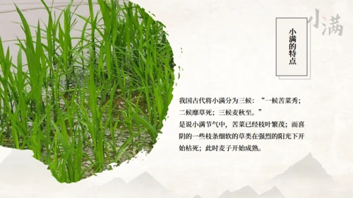 传统节气小满一抹绿色通用PPT模板