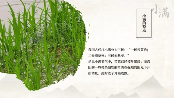 传统节气小满一抹绿色通用PPT模板